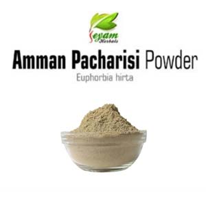 Amman Pacharisi Powder | Snake Weed | Dudhiya | Nela Paalai