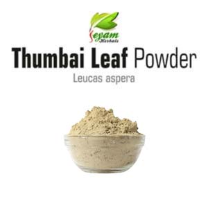 Thumbai leaf powder | thumbai ilai | chhota Halkusa | Tummachettu