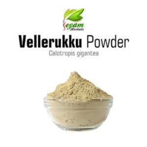 Vellarugu powder | Hissopifolia | Indian Whitehead | Chuvannaerikk