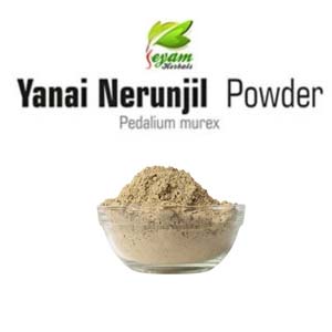 Yanai Nerunjil powder | Large Caltrop | bara Gokhru | Palleru